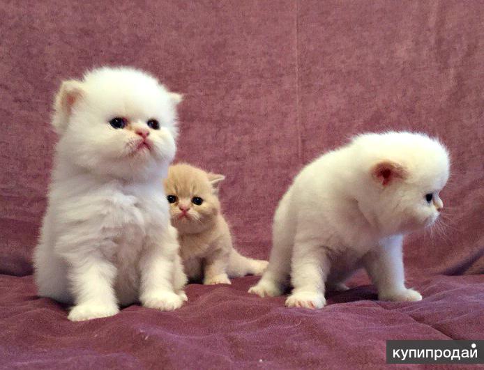 Купить Котенка В Г Грязи