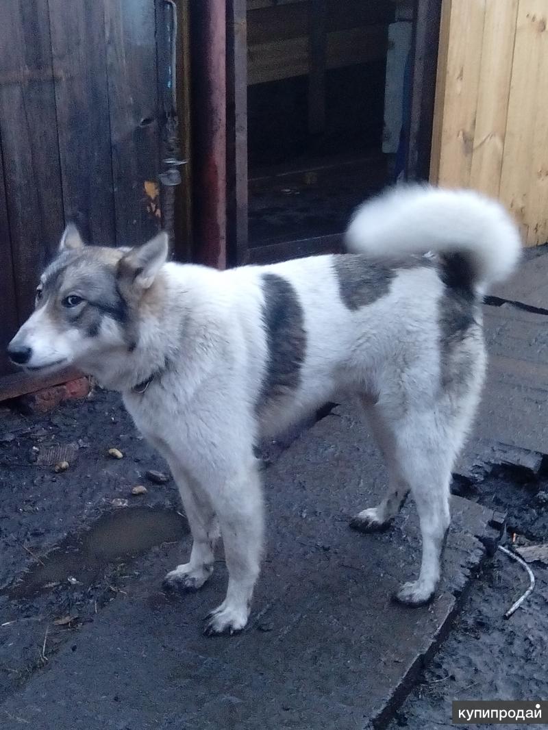 Новосибирская лайка. Новосибирская лайка. Западносибирская лайка байкал. Новосибирская лайка. Постников зсл.