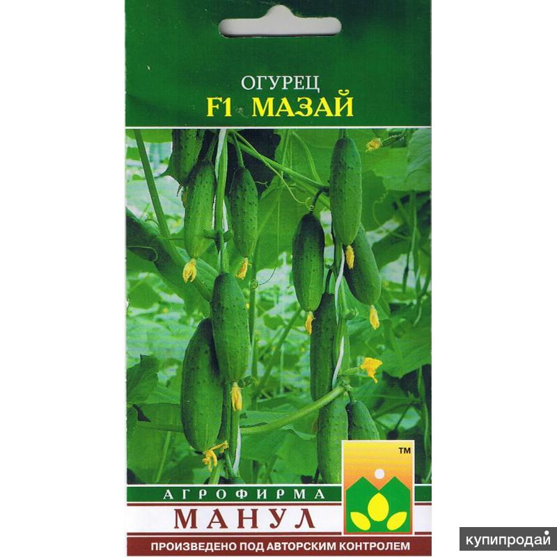 Продам семена-Огурец Мазай F1,очень скороспелый,для пленочных теплиц