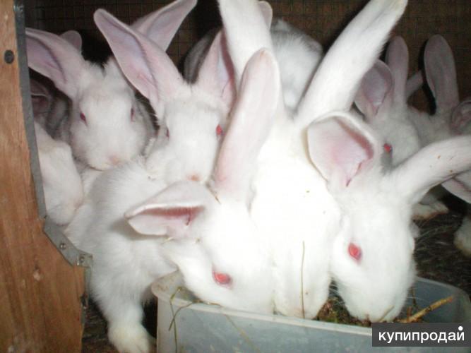 Животные свердловская область екатеринбург. Висимский заповедник медведь. Авито свердловская животных. Кошки в нижнем тагиле в свердловской области. Кошка рысь домашняя.