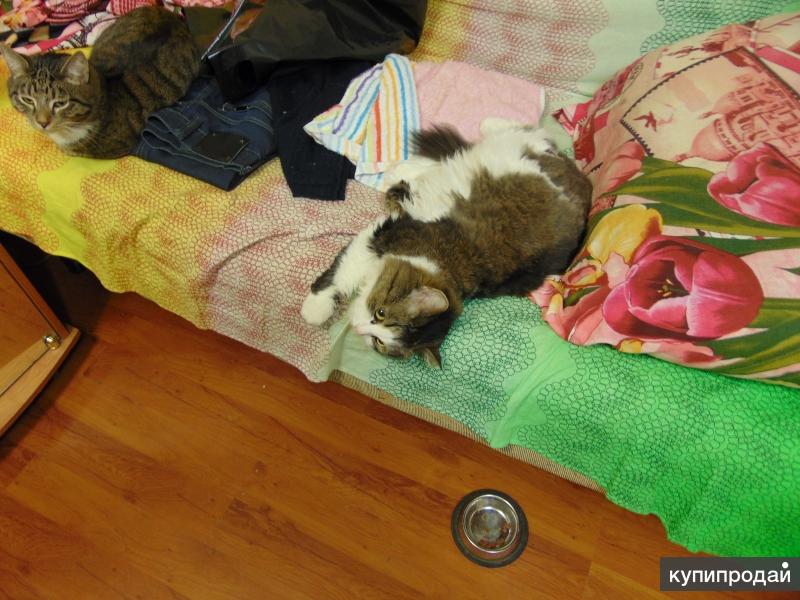 Отдам котов в добрые руки!