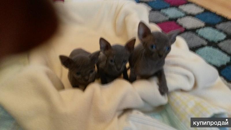 великолепные котята сфинкс