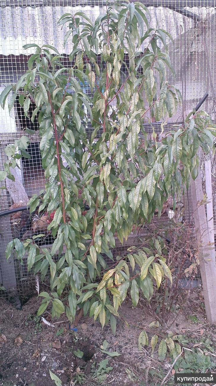 Персик на штамбе. Молодой саженец персика. Персик плакучий. Молодое дерево персика. Саженец персик «2-ш-17».