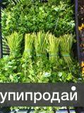 Свежая зелень из Испании