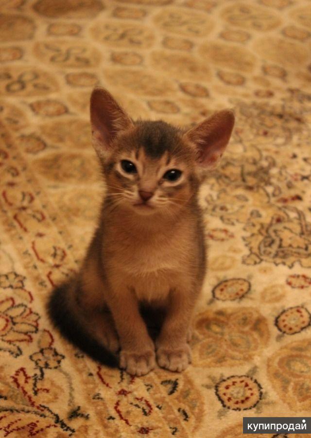 Абиссинский котенок москва. Абиссинский котенок 2 месяца. Котенок Абиссинской породы 2 месяца. Абиссинские котята 1 месяц. Абиссинская кошка котята 2 месяца.
