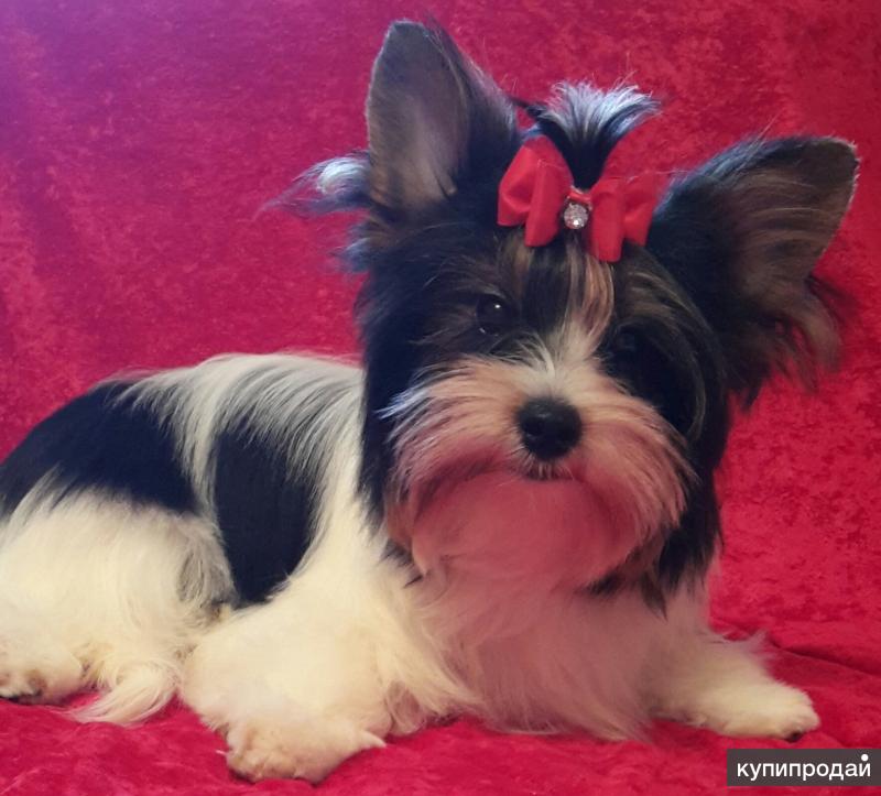 Герда собака ерк. Собака йоркширский терьер длинношерстный. Биро йоркширский терьер. Йоркширский терьер мини. Йоркширский терьер барнаул.