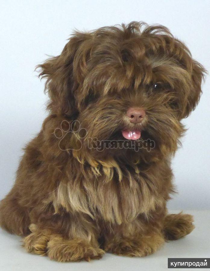 Болонка цветная Русская в Санкт-Петербурге