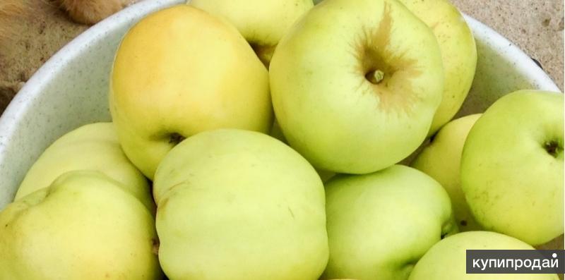 Сорт антоновка. Яблоня антоновка моченые. Антоновка сахар. Антоновка сахар. Яблоки антоновка.