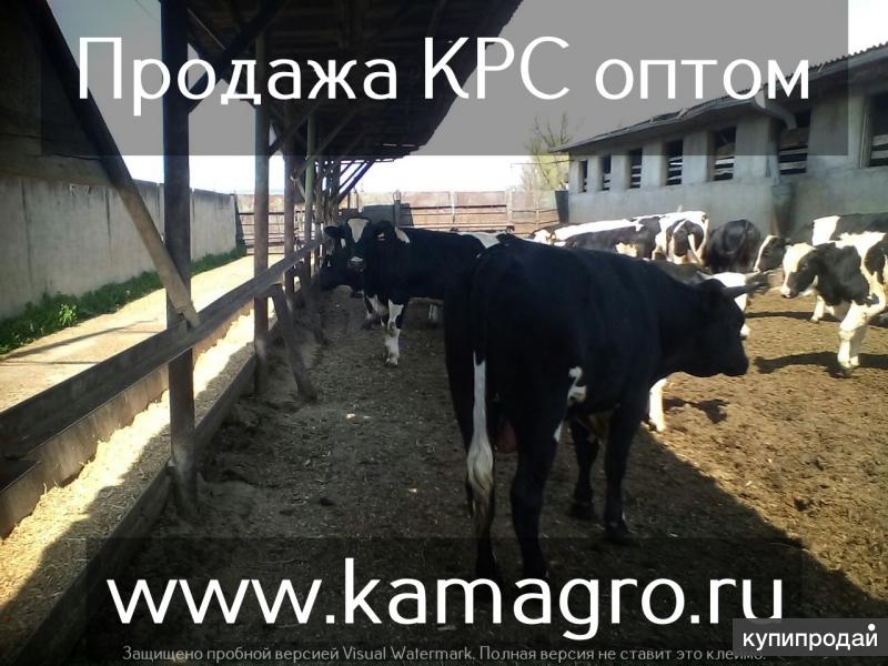 Высокопродуктивный молочный скот