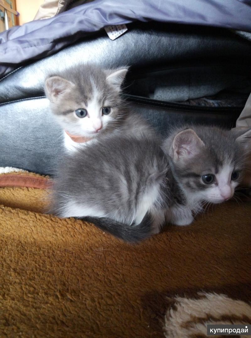 Авито екатеринбург котята. Котята екатеринбург. Котятки екатеринбург. Котята екатеринбург. Котики в пензе.