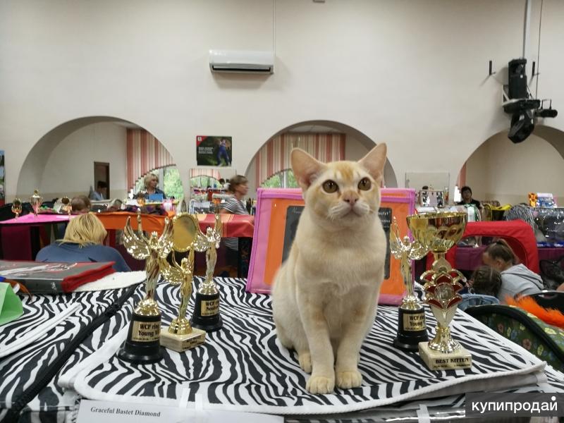 Котик Европейской Бурмы в редком окрасе
