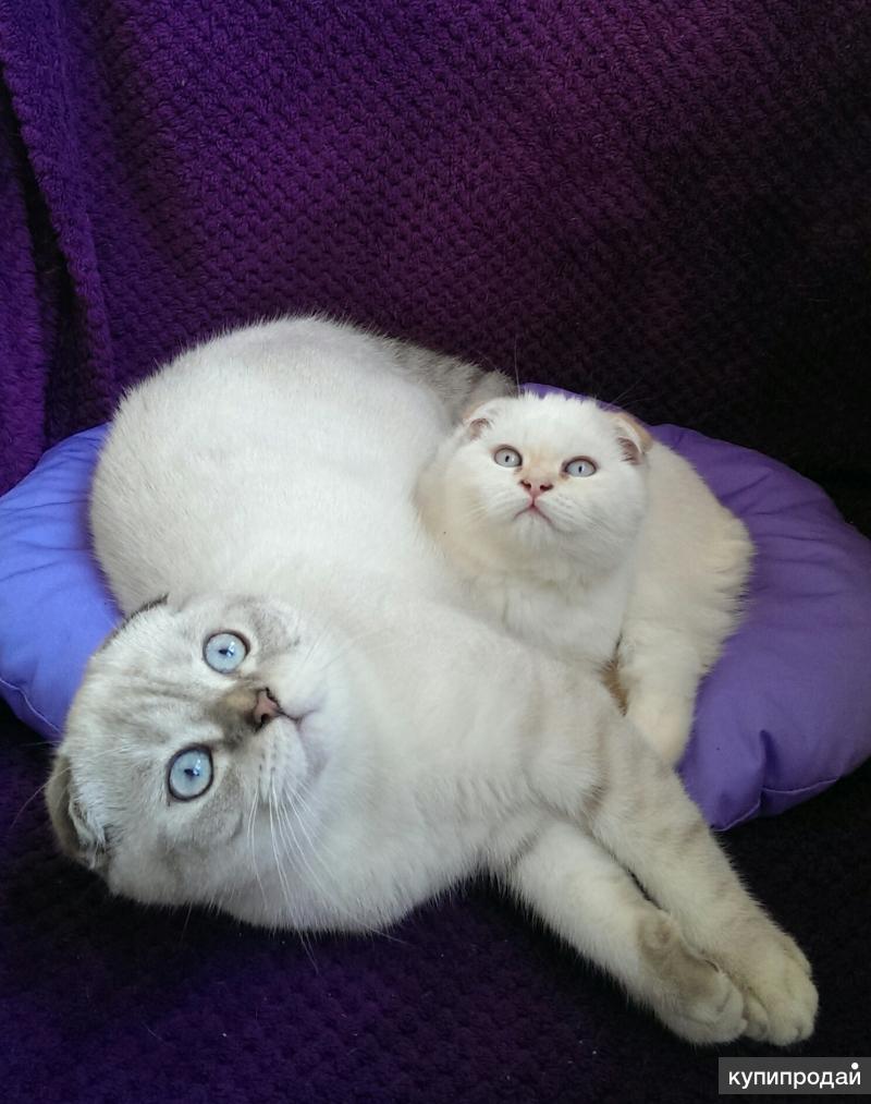 Сколько живут коты шотландские