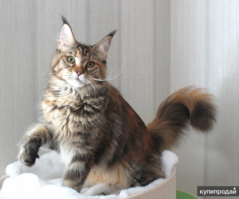 мейн кун нижний новгород. мейн кун рыжий котенок. рыжий кот мейн кун. Hvostoff питомник мейн кунов. мейн кун нижний новгород.