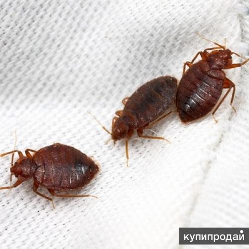 Средства от клопов в квартире. Народные средсваот клопов. Средство от постельных клопов блокада - антиклоп. Отрава для клопов. Народные методы избавления от клопов.