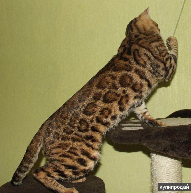 бенгальский кот угольное серебро. бенгальская кошка мраморная. бенгал кот угольный окрас. вязка бенгальских. бенгал вязка.