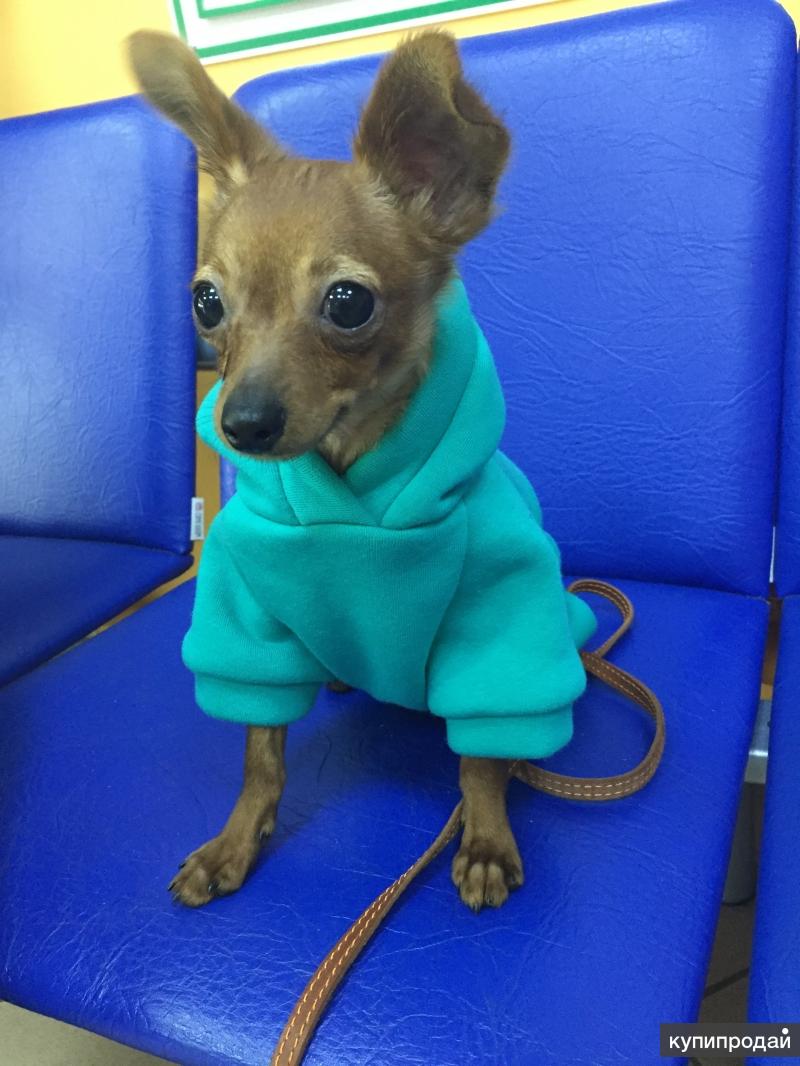 порода той терьер. щенки той терьера воронеж. купить маленькую собачку в калуге. той терьер шоколадно подпалый. фильмы про той терьеров.