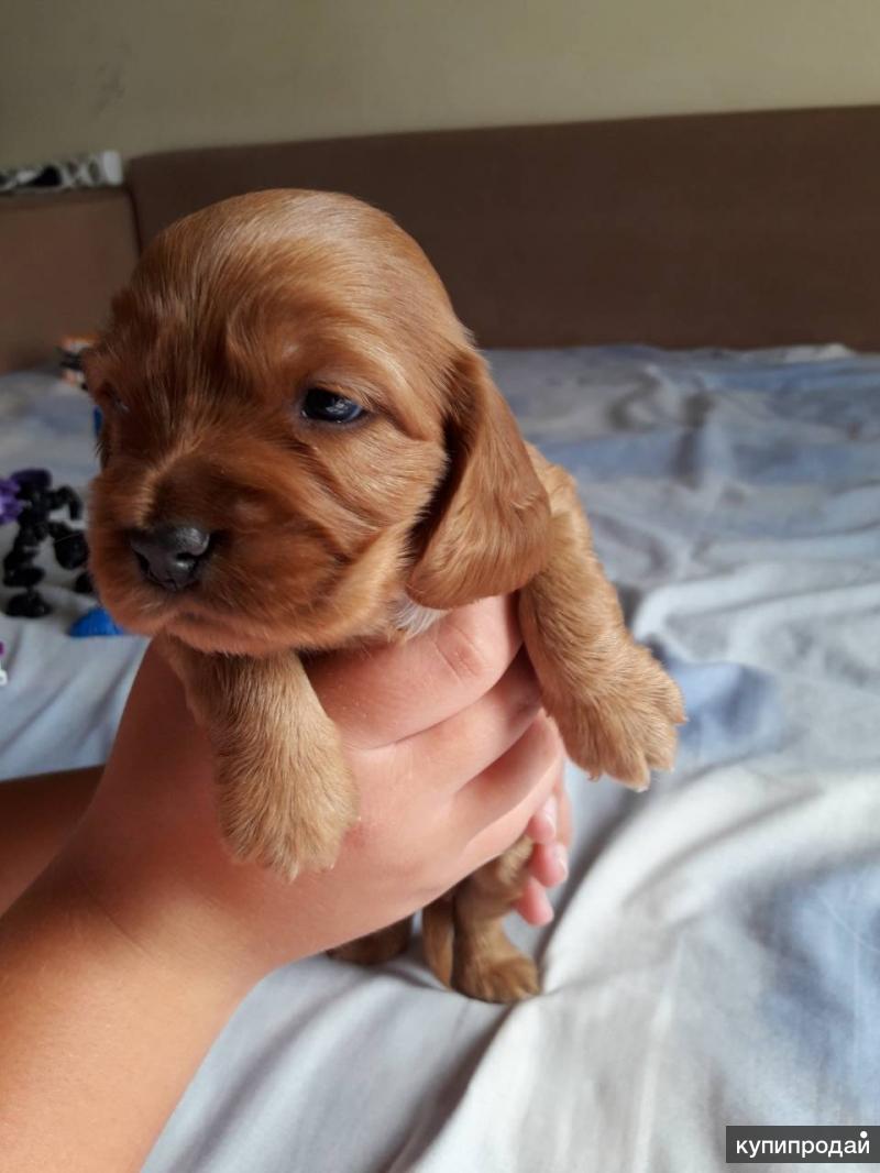 авито симферополь собаки. взять щенка симферополь. щенки в хорошие руки. щенки метисы мелких пород. авито симферополь собаки.