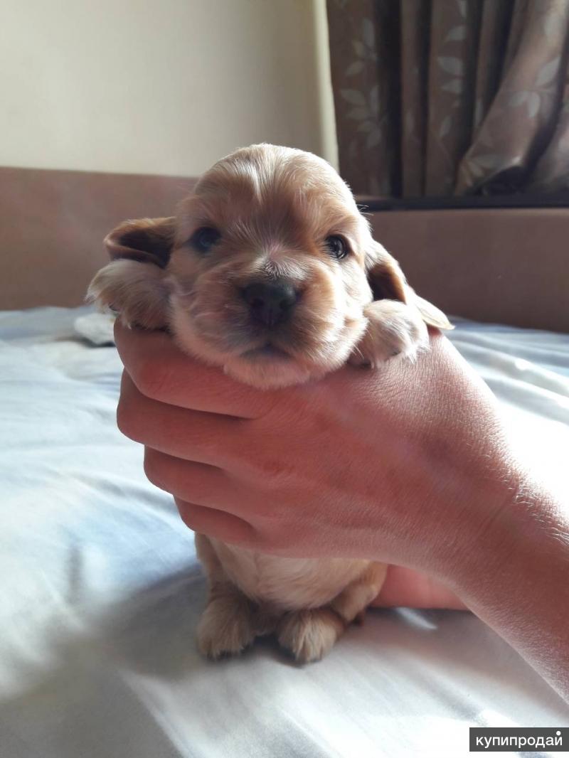 продам собак симферополь. собака симферополь. купить щенка в симферополе. щенки собаки метисы мелких пород. авито симферополь собаки.