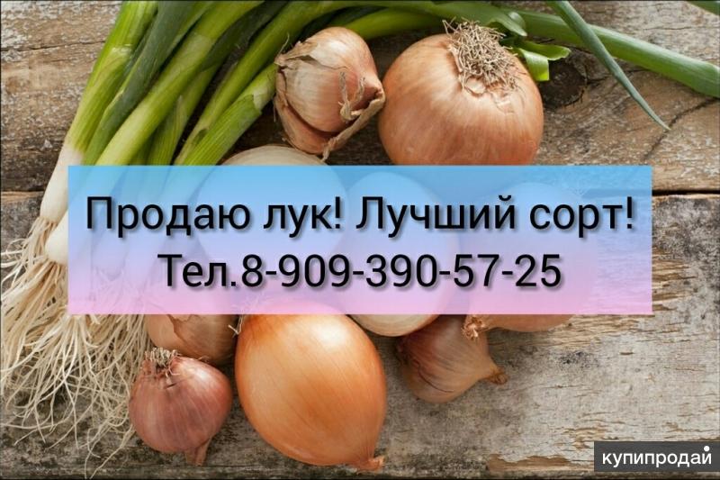 Купить Лук Оптом В Новосибирске