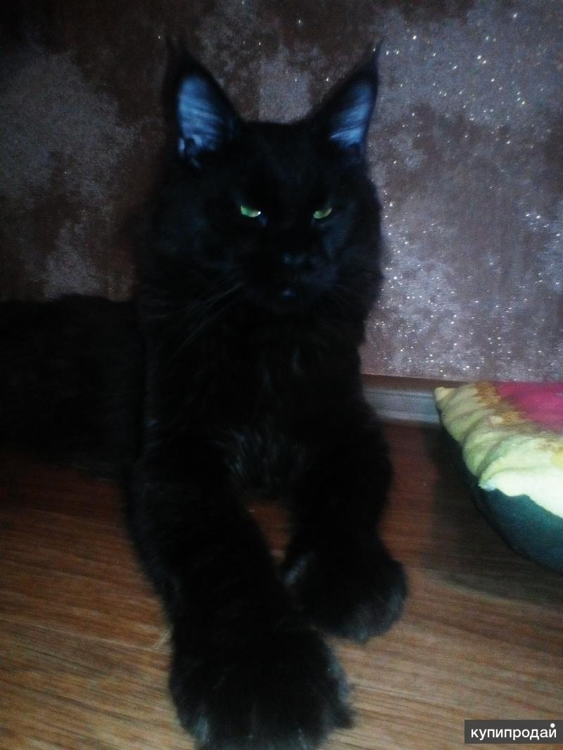 Котенок мейн кун фото 1 месяц черный