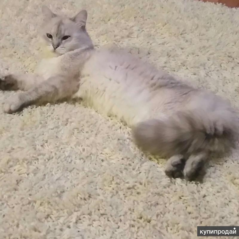 Самые красивые шотландские вислоухие кошки с родословной. Кошка развязана. Вязка кошек. Кот тайский вязка. Кошки перс классический черный.