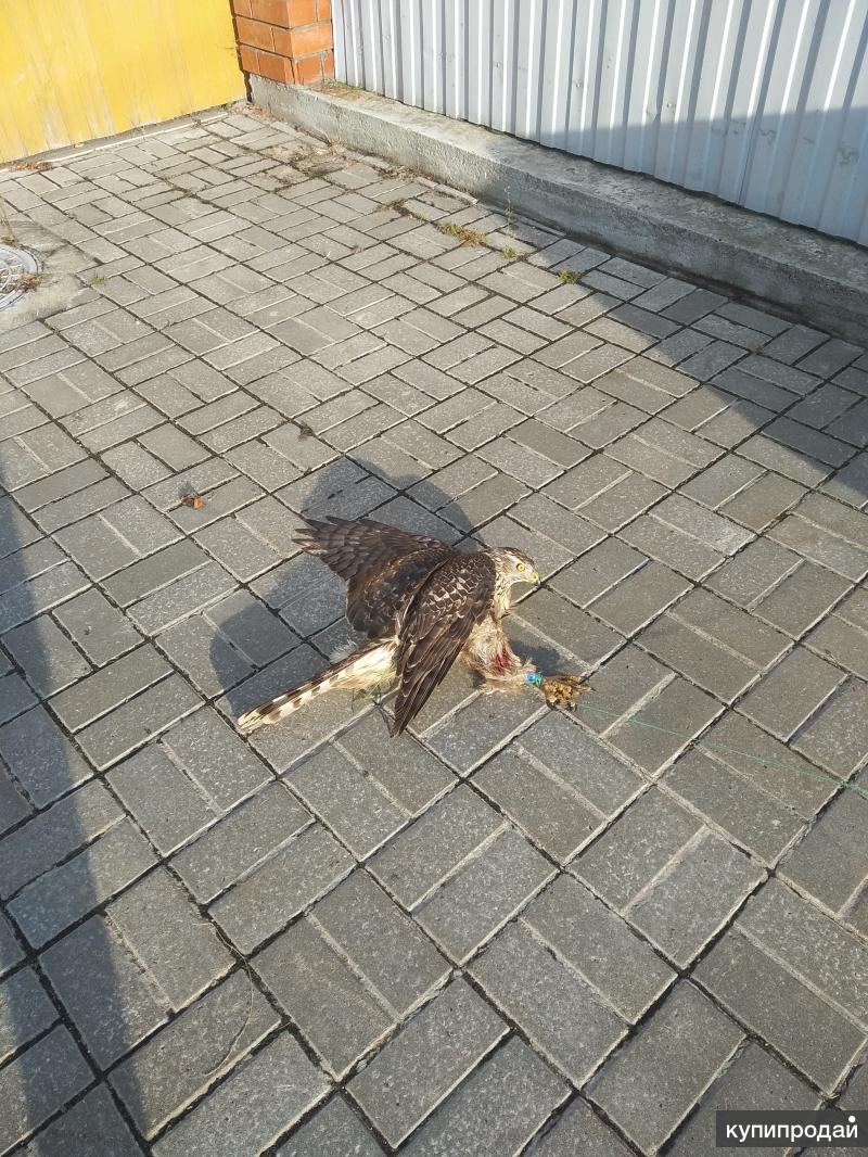 Продам в Москве