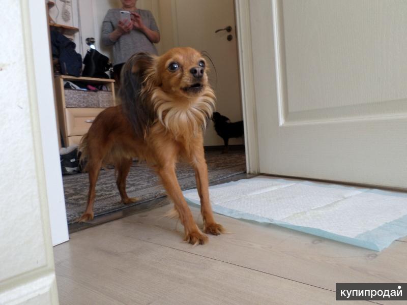 Той-терьеры для вязок. Инструктор по вязкам. в Санкт-Петербурге