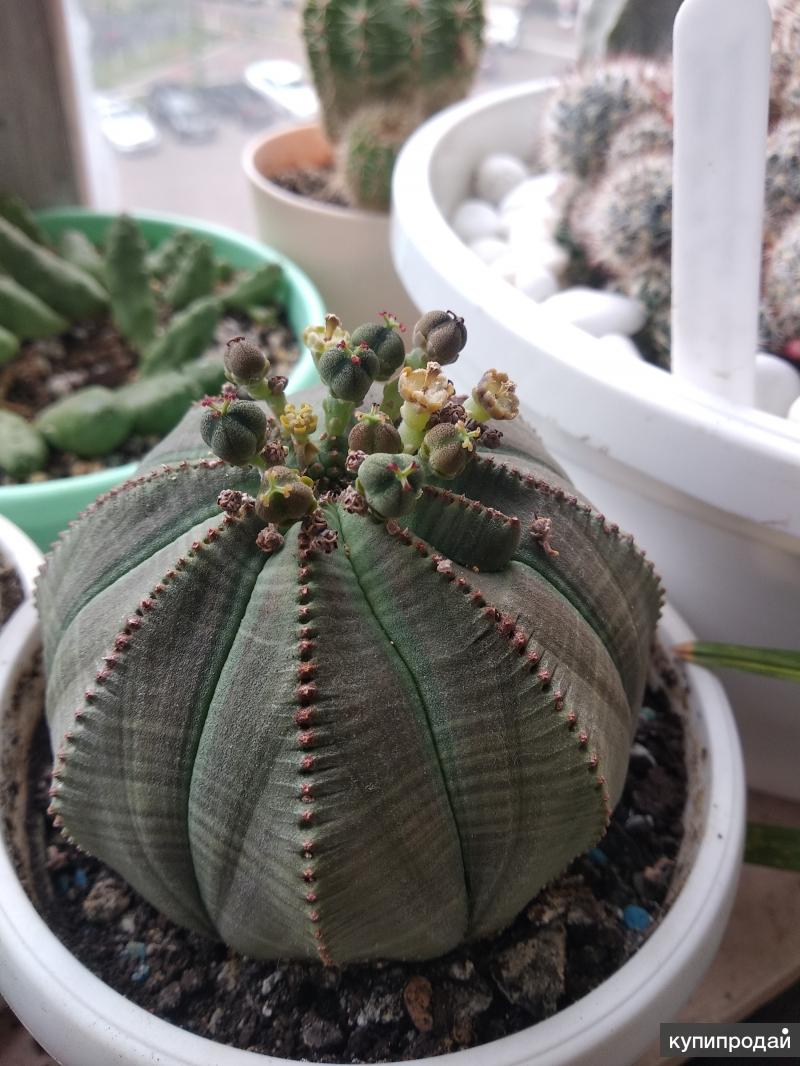 Молочай семена. Молочай тучный (Euphorbia obesa). Семена Euphorbia obesa. Молочай тучный семена. Euphorbia obesa (молочай, эуфорбия).