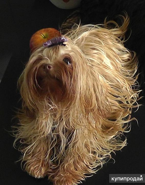 русская цветная болонка в Санкт-Петербурге