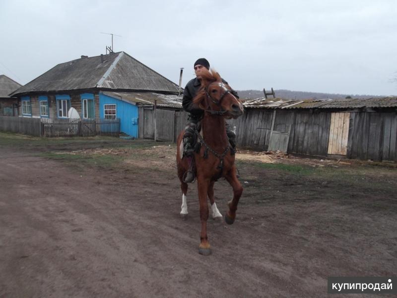 Продажа Лошадей В Хакасии И Красноярском