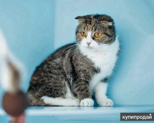 Британское трехцветное чудо! Молодая домашняя кошечка Стеси в добрые руки
