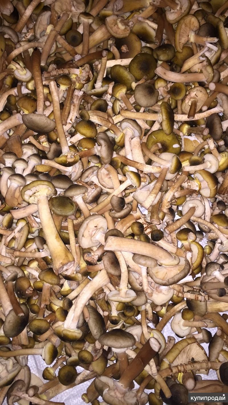 Съедобные грибы в Сочи