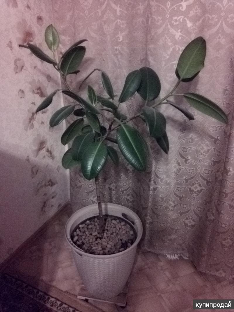 Авито Ижевск Продажа Фикусов