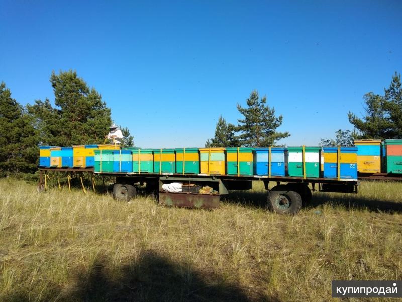 Купить Пчел В Московской Области Ярославское Направление
