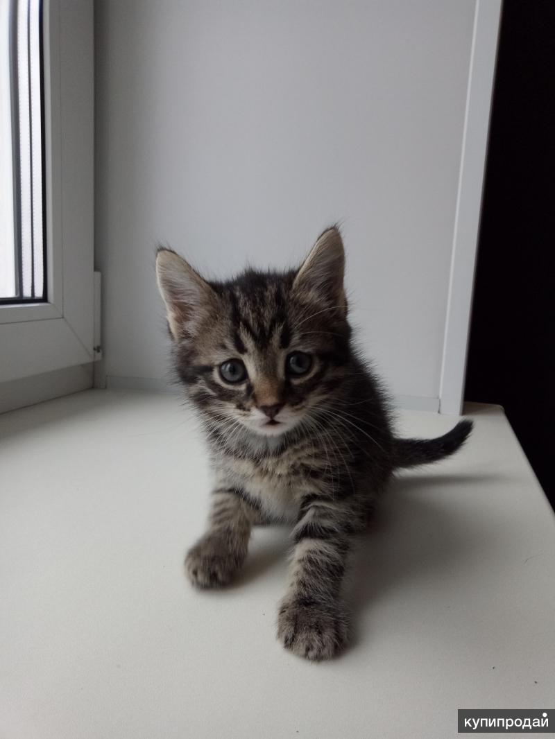 Авито новокузнецк котята. Отдам в хорошие руки кошечку Ставрополь. Фото месячного котенка дворового. Авиа кошки Ставрополь.