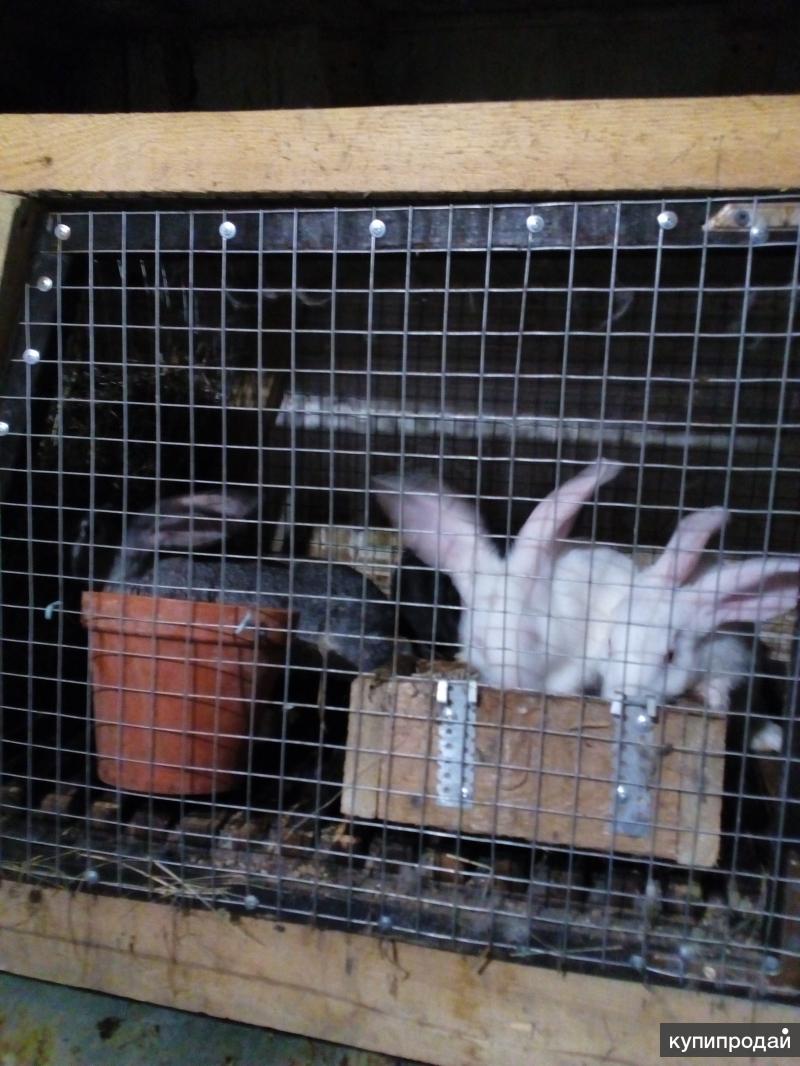 Купить Кроликов В Калужской Области Для Разведения