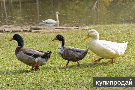 Куры гуси утки картинки