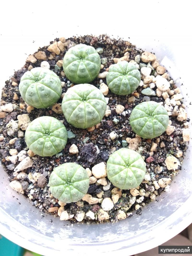 Молочай семена. Молочай тучный семена. Семена Euphorbia obesa. Сеянцы молочая. Сеянцы эуфорбия обеса.