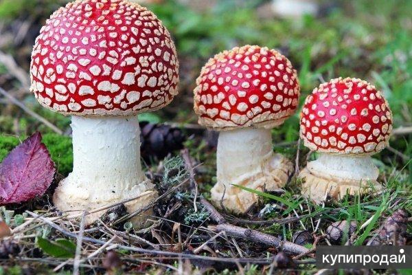 ТОП-3 грибов-убийц из подмосковных лесов