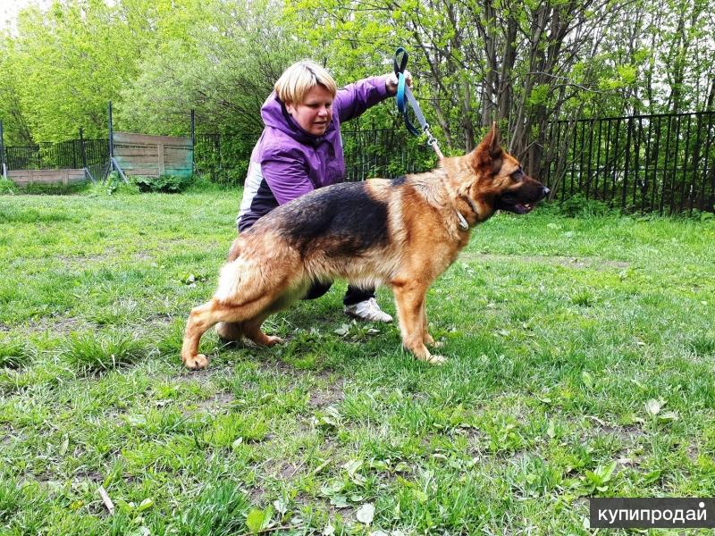 Купить Щенка Немецкой Овчарки В Калуге