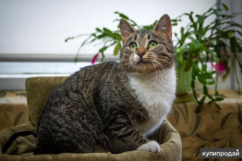 Метис кошка