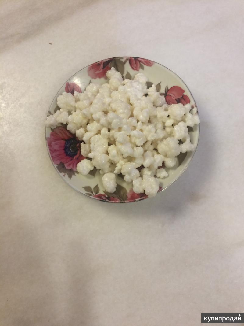 Тибетский молочный гриб в Санкт-Петербурге