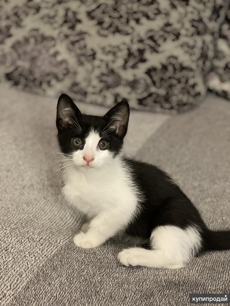 Самый милый котенок. Котёнок маленький пушистый комочек. Авито шахты котята. Кому нужны котята в хорошие руки. Avito котята.