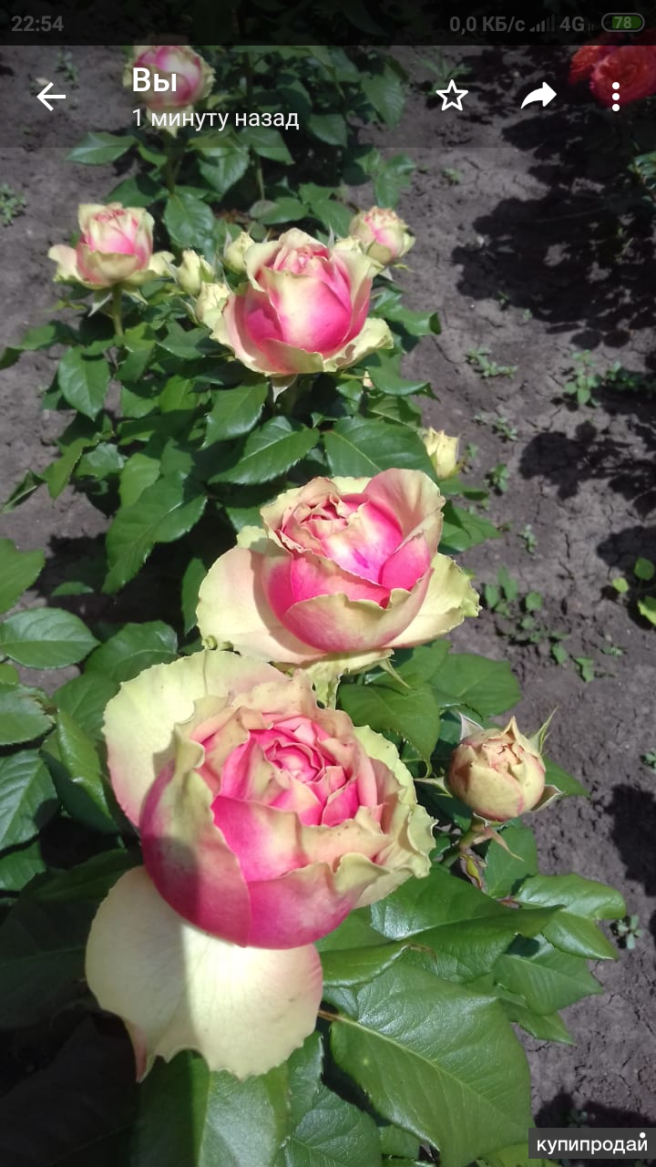 Роза питахайя фото и описание отзывы