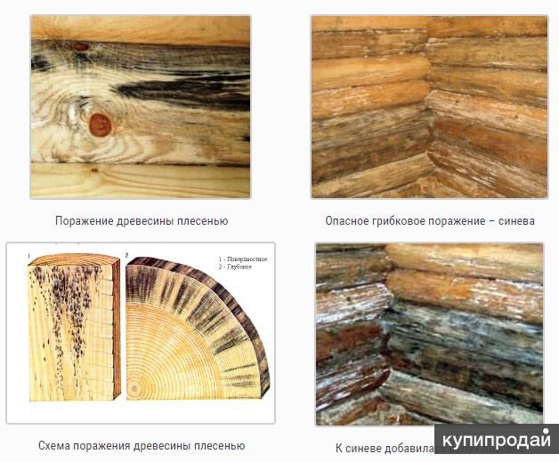 Поражения древесины. Грибковые поражения древесины. Грибковое поражение пиломатериалов. Поражение древесины от сырости. Условия гниения древесины.