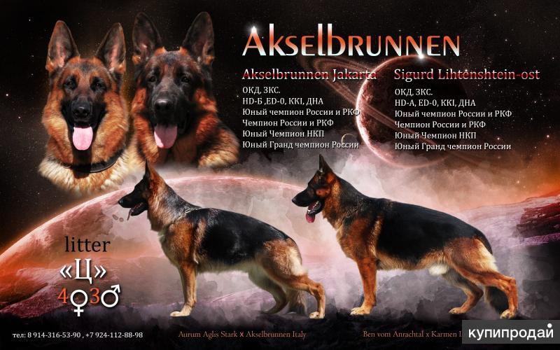 Купить Щенка Немецкой Овчарки В Хабаровске