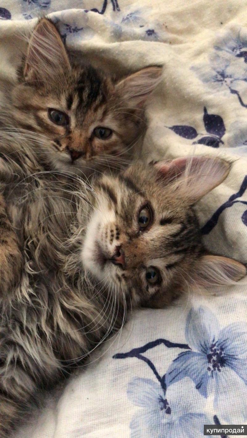 Хорошие котики