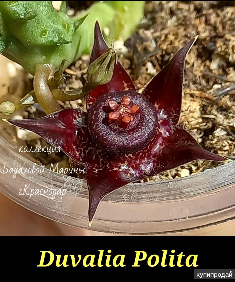 Huernia transvaalensis