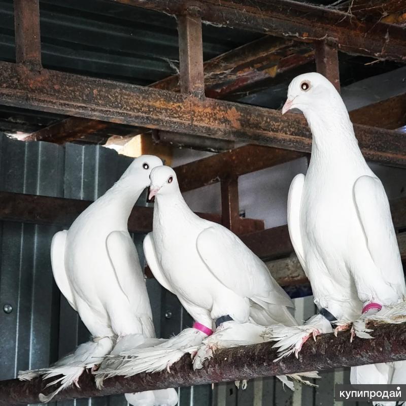 Голуби бакинцы шейки. Продаю голубей на авито. Курские голуби стандарт породы. Голуби бакинцы широкохвостые. Продаю голубей на авито.