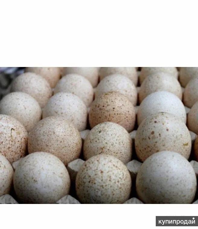 Куплю яйцо астрахань. Яйца индейки. Печать на яйце Биг 6 Словения. Яйцо индейки БШГ Ставрополь Размеры. Яйца индейки купить.